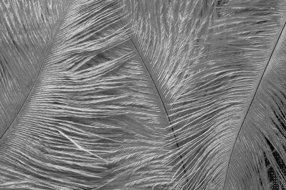 1/2 Lb - 12-16" Silver Gray Ostrich Tail Wholesale Fancy Feathers (Bulk)