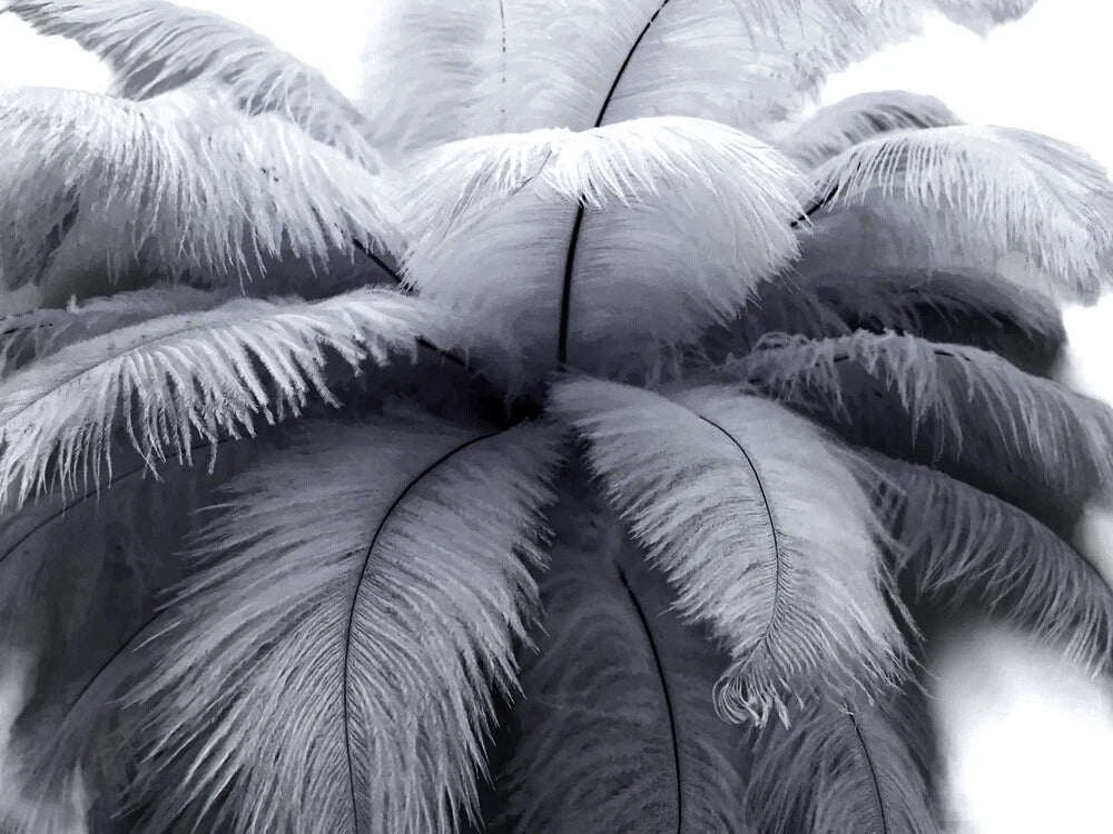 1/2 Lb - 12-16" Silver Gray Ostrich Tail Wholesale Fancy Feathers (Bulk)