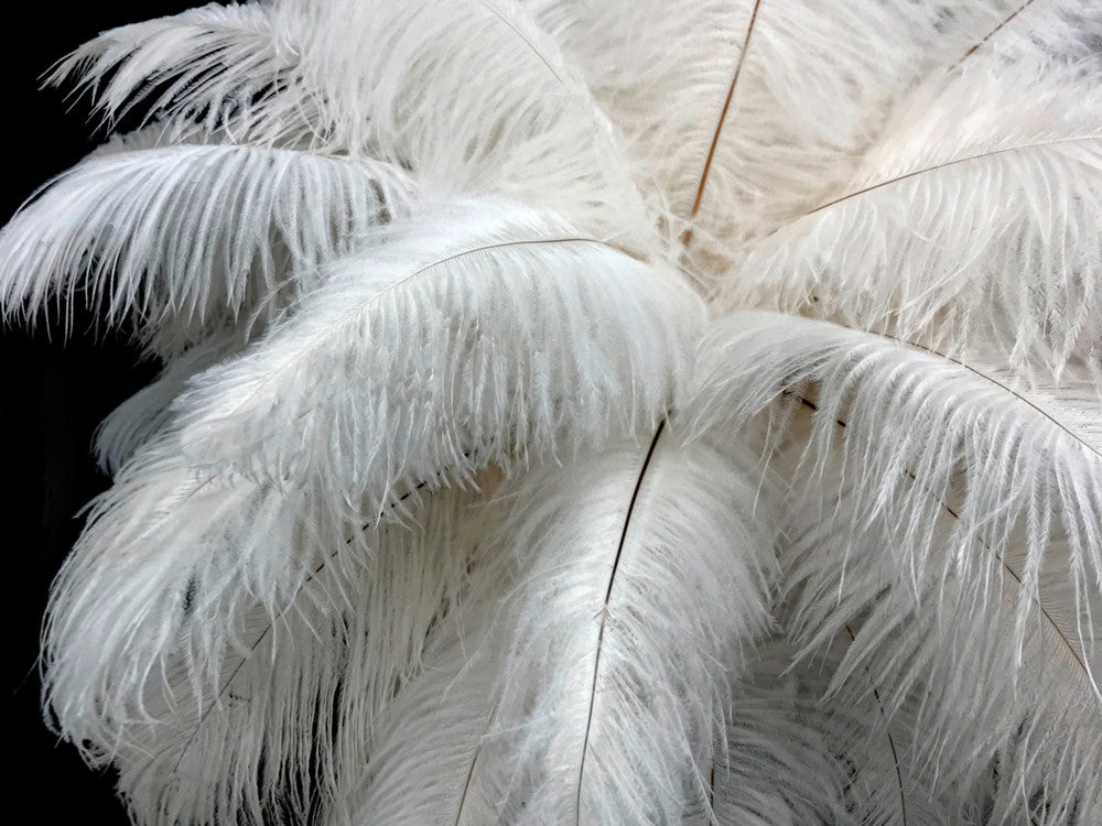 100 Pieces - 6-8" Off White Ostrich Drabs Body Wholesale Feathers (Bulk)