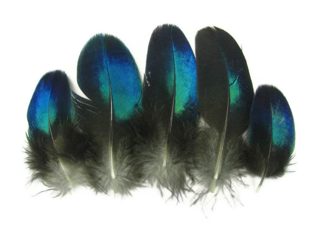 10 Pieces - Electric Blue Iridescent Peacock Round Plumage Feathers