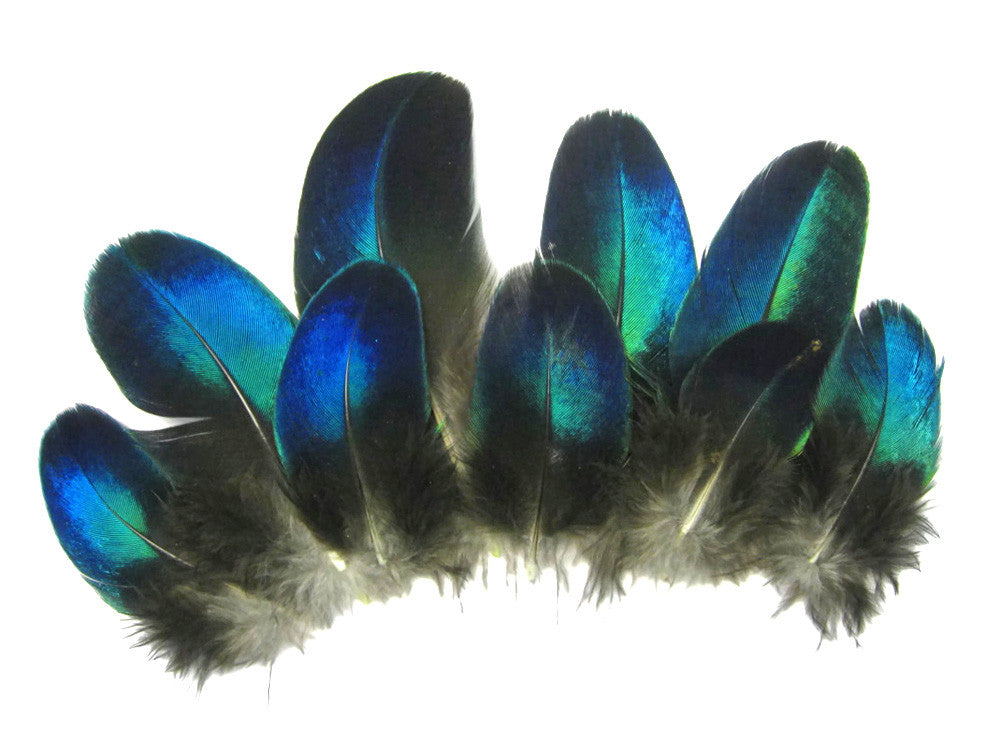 10 Pieces - Electric Blue Iridescent Peacock Round Plumage Feathers