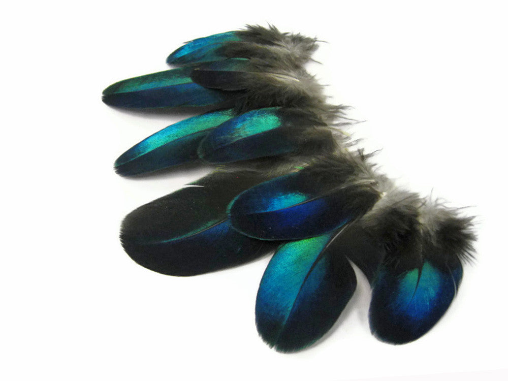 10 Pieces - Electric Blue Iridescent Peacock Round Plumage Feathers