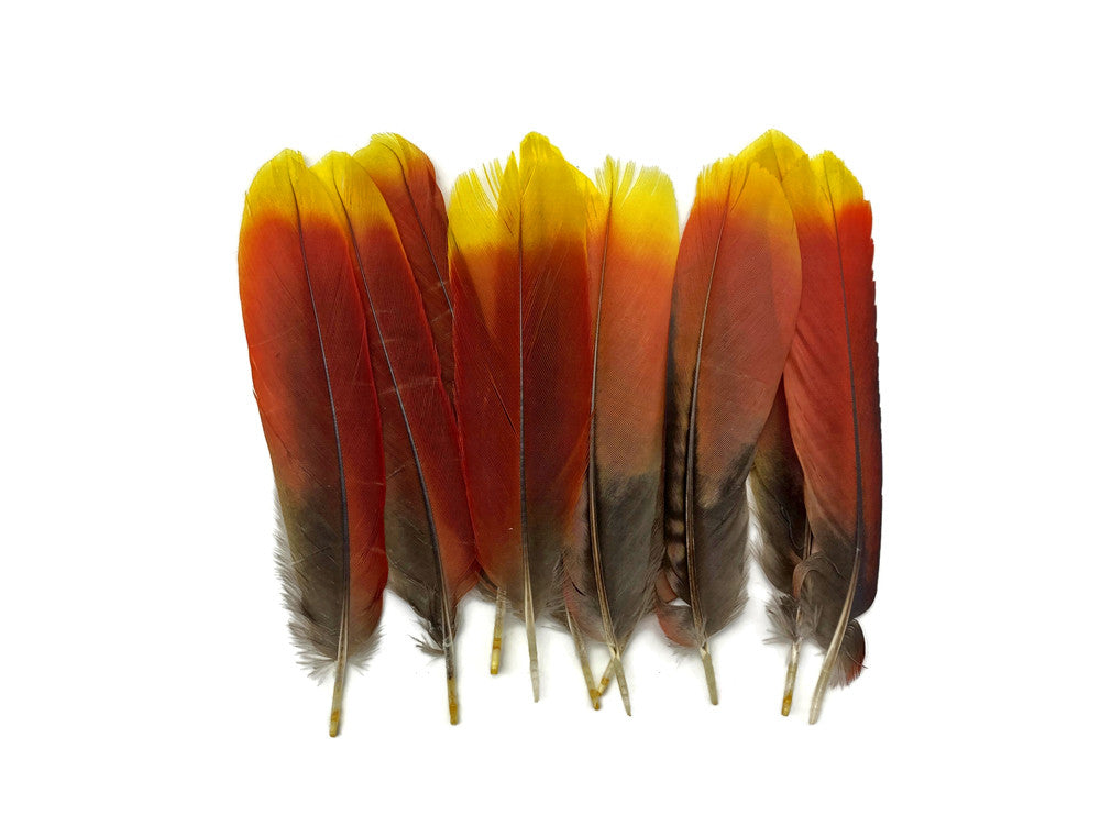 1 Pair - Ultra Rare Red & Yellow Parrot Tail Ethically Sourced Feathers (Limited)