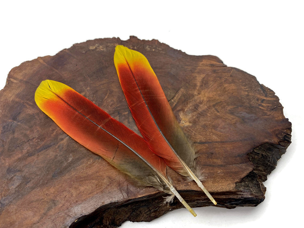 1 Pair - Ultra Rare Red & Yellow Parrot Tail Ethically Sourced Feathers (Limited)