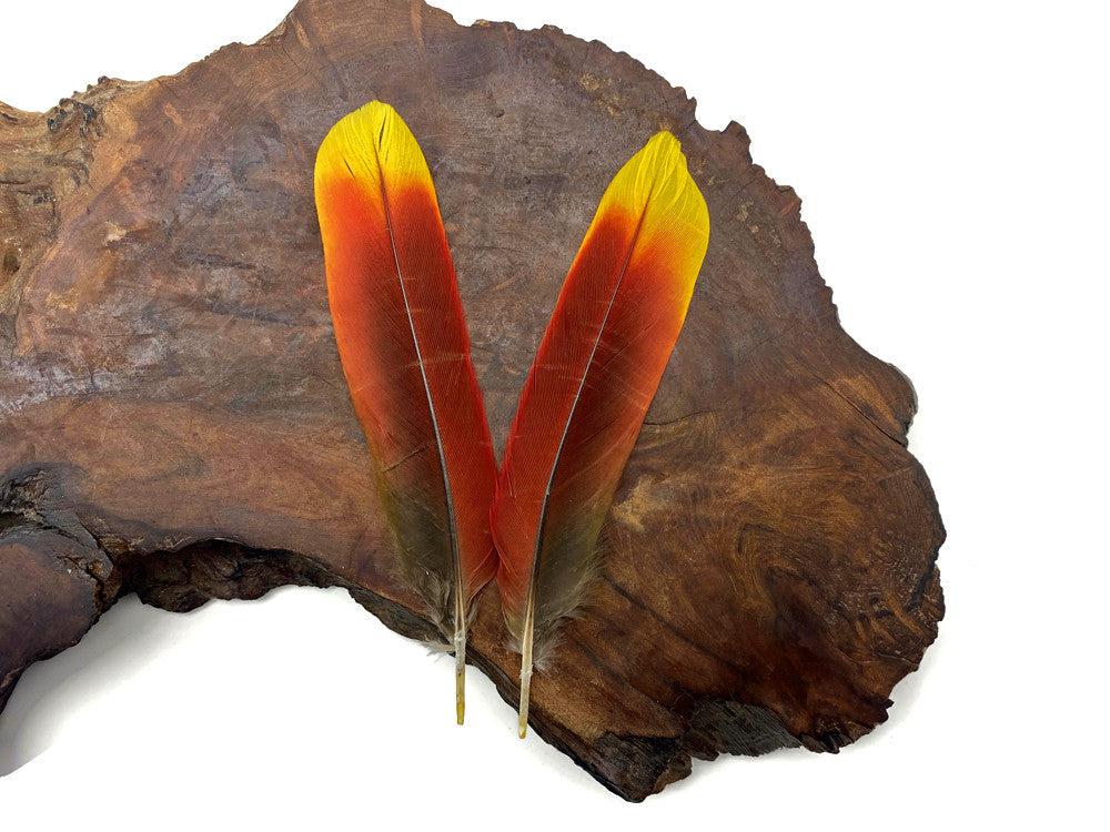 1 Pair - Ultra Rare Red & Yellow Parrot Tail Ethically Sourced Feathers (Limited)