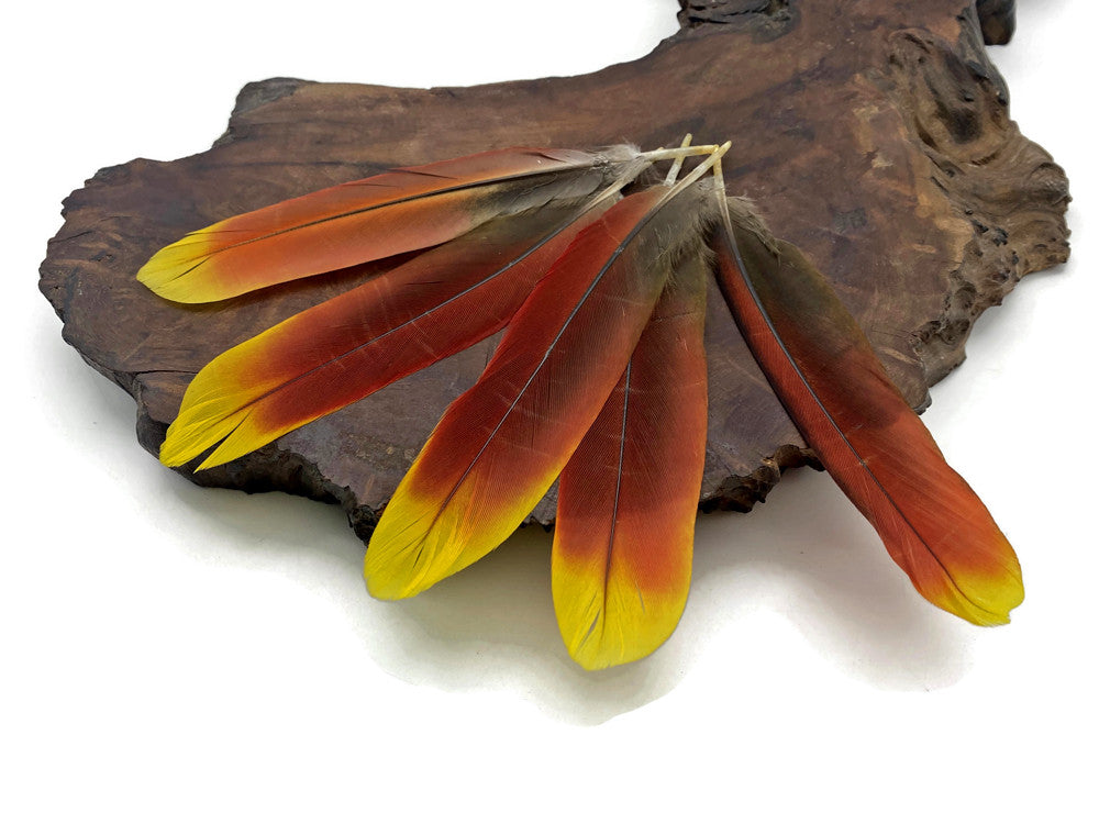 1 Pair - Ultra Rare Red & Yellow Parrot Tail Ethically Sourced Feathers (Limited)