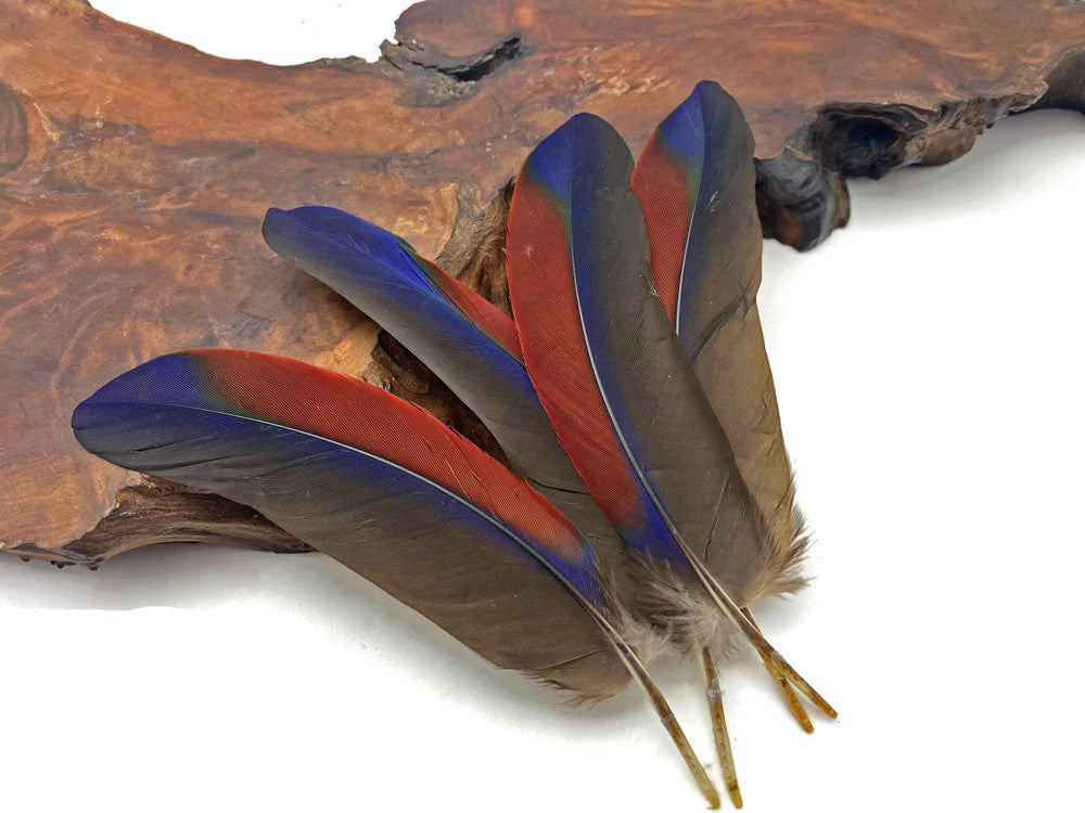 1 Pair - Ultra Rare Tricolor Burgundy & Navy Parrot Wing Ethically Sourced Feathers (Limited)