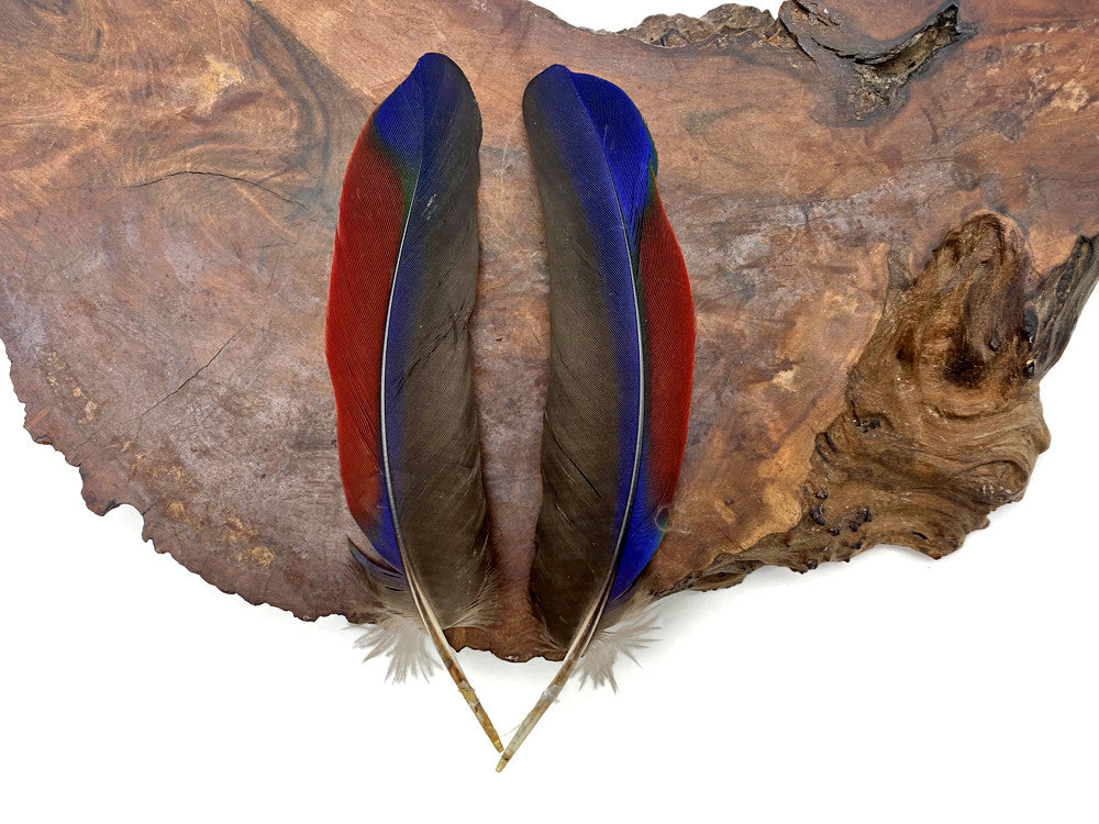 1 Pair - Ultra Rare Tricolor Burgundy & Navy Parrot Wing Ethically Sourced Feathers (Limited)