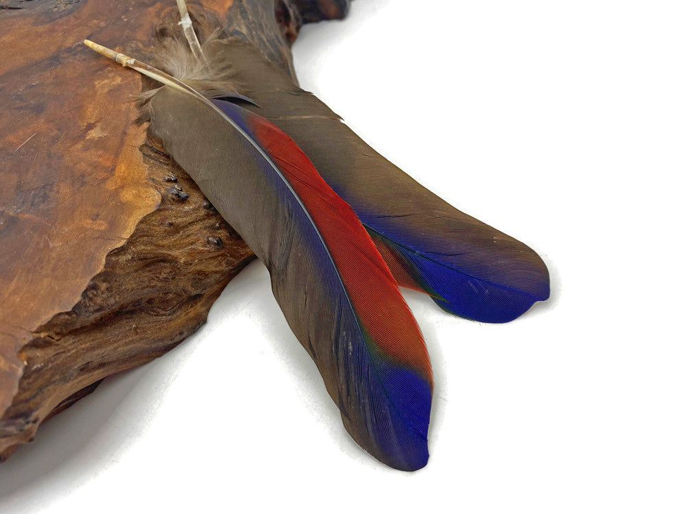 1 Pair - Ultra Rare Tricolor Burgundy & Navy Parrot Wing Ethically Sourced Feathers (Limited)