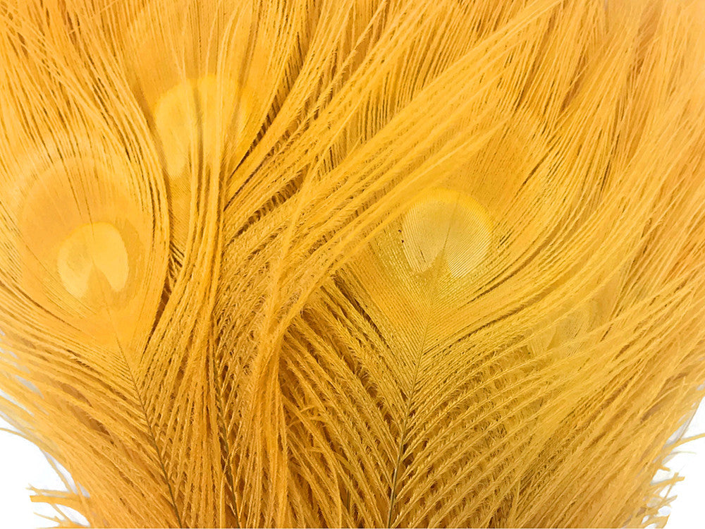 50 Pieces – Golden Yellow Bleached & Dyed Peacock Tail Eye Wholesale Feathers (Bulk) 10-12” Long 