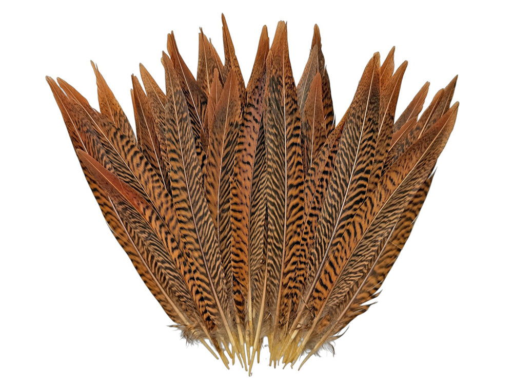 10 Pieces - 8-10" Natural Golden Pheasant Tail Feathers