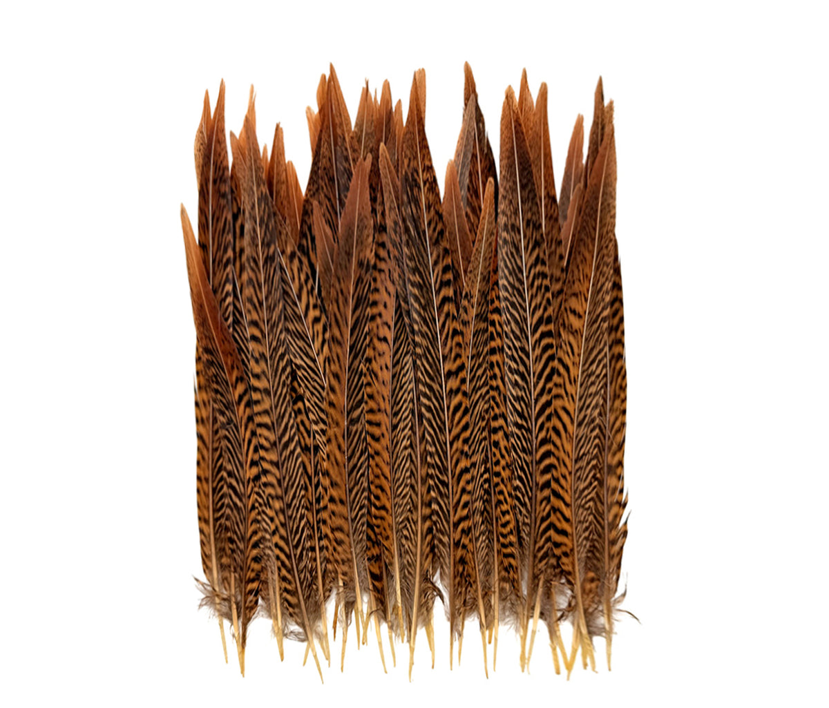 50 Pieces - 10-12" Natural Brown Golden Pheasant Tail Wholesale Feathers (Bulk)