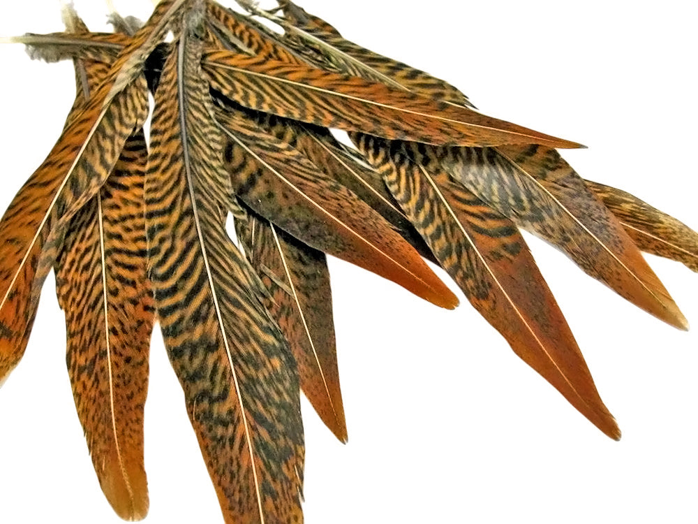 10 Pieces - 16-18" Natural Brown Golden Pheasant Tail Feathers