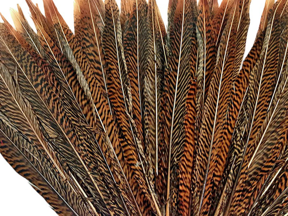 10 Pieces - 8-10" Natural Golden Pheasant Tail Feathers