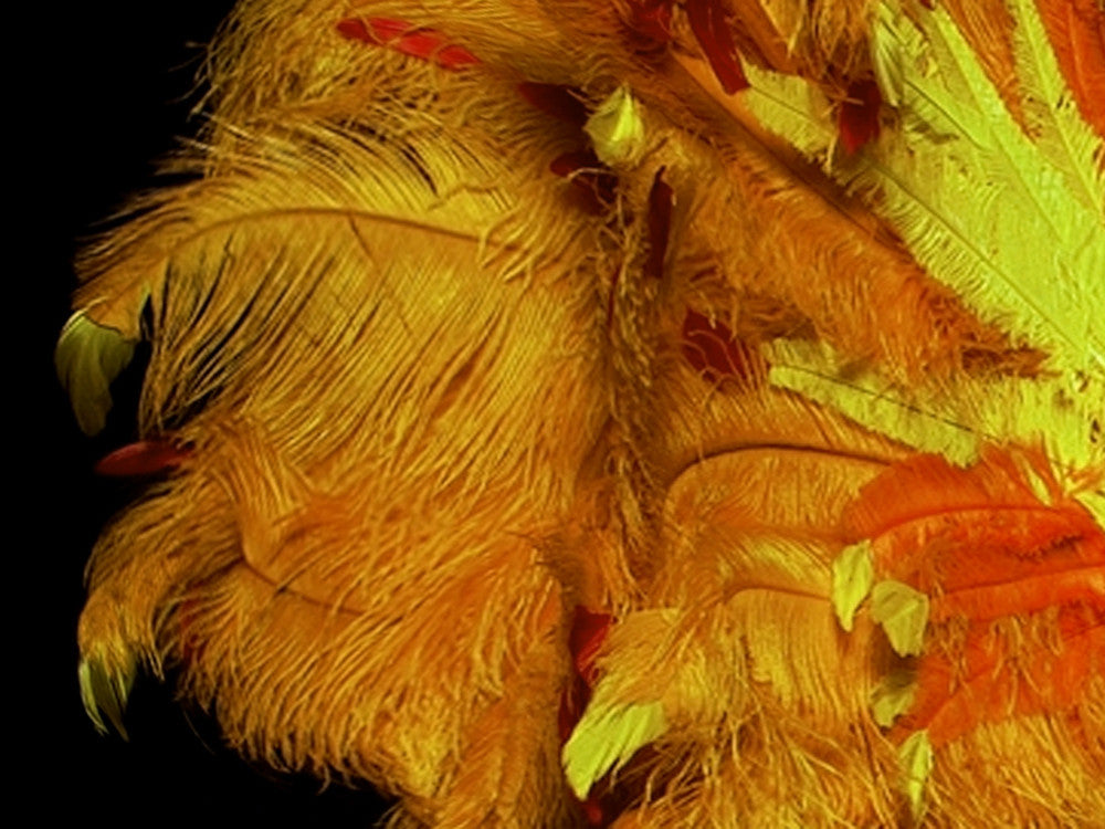 1/2 Lb. - 18-24" Golden Yellow Large Ostrich Wing Plume Wholesale Feathers (Bulk)