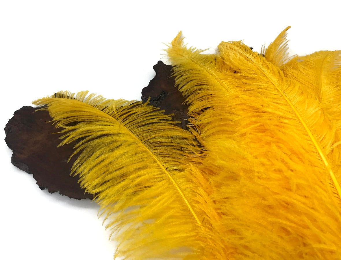 10 Pieces - 20-28" Golden Yellow Ostrich Spads Large Wing Feathers