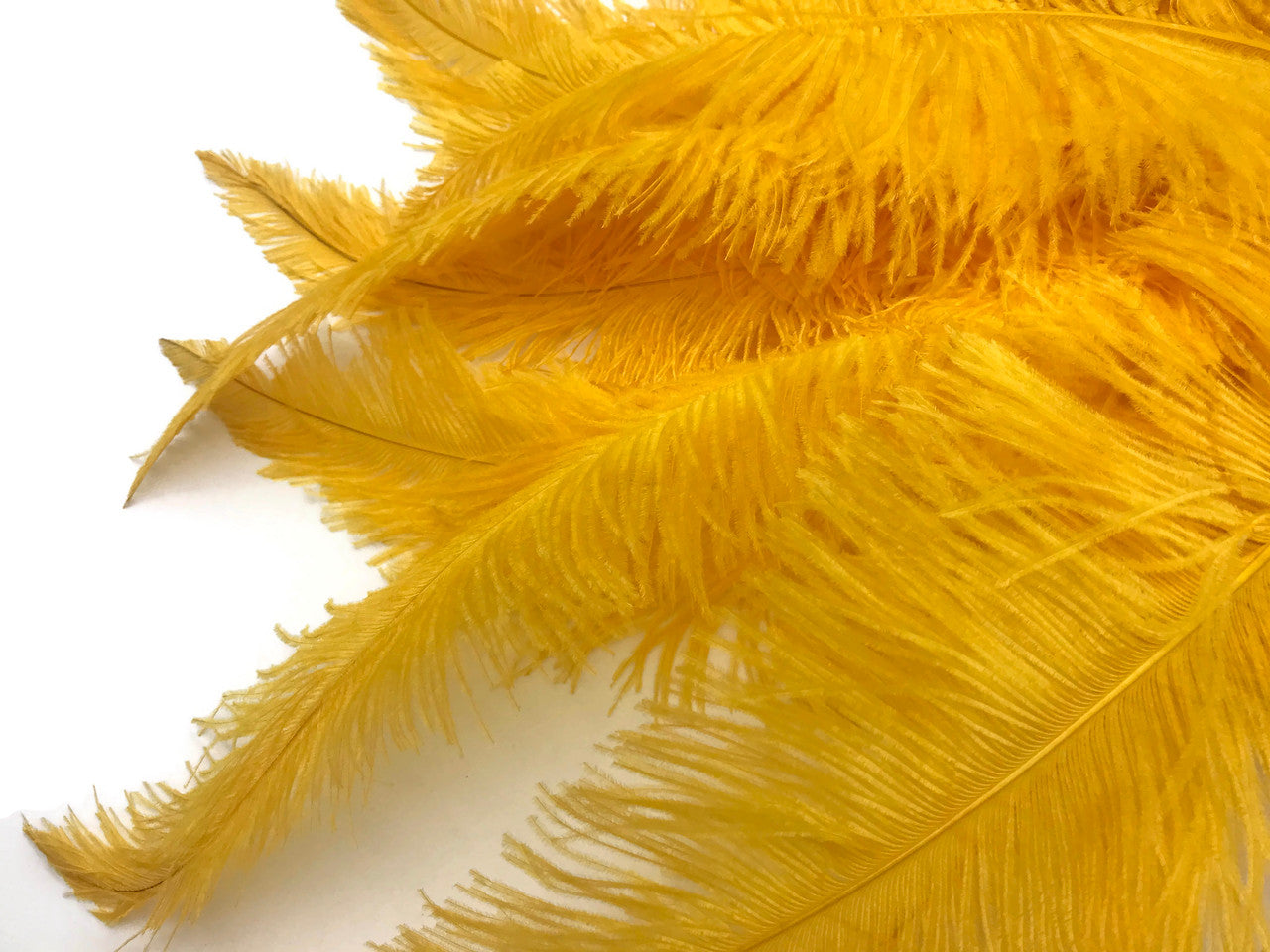 10 Pieces - 20-28" Golden Yellow Ostrich Spads Large Wing Feathers