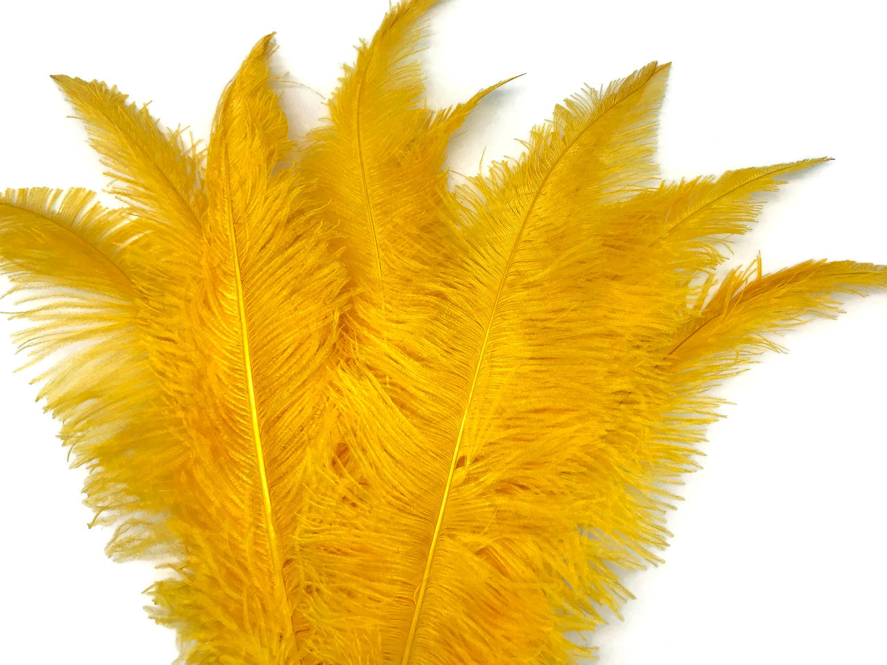 1/2 Lb - Golden Yellow Large Ostrich Spads Wholesale Feathers 20-28" (Bulk)