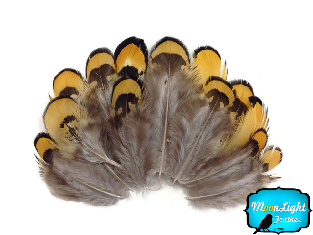 1 Pack - Golden Yellow Reeves Venery Pheasant Plumage Feathers 0.10 Oz.