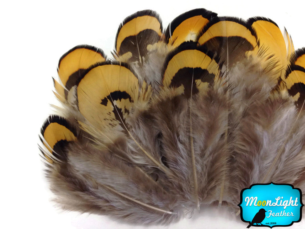 1 Pack - Golden Yellow Reeves Venery Pheasant Plumage Feathers 0.10 Oz.