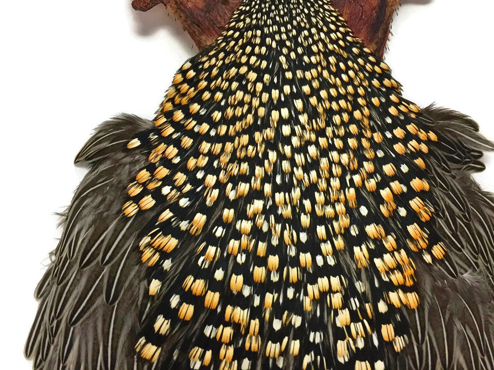 1 Piece - Grade A Natural Gold Jungle Cock Cape Complete Skin Pelt With Feather (bulk)