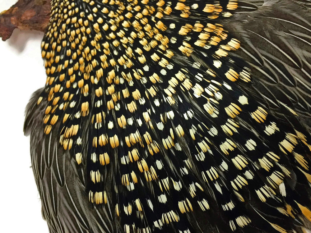 1 Piece - Grade A Natural Gold Jungle Cock Cape Complete Skin Pelt With Feather (bulk)