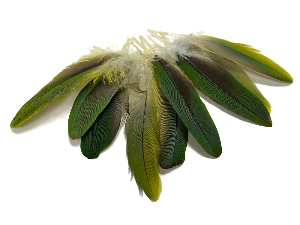 4 Pieces - Mini Natural Green Amazon Parrot Wing Feather