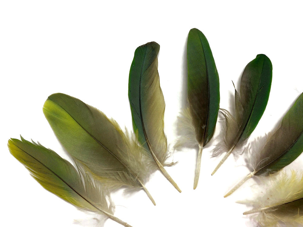 4 Pieces - Mini Natural Green Amazon Parrot Wing Feather