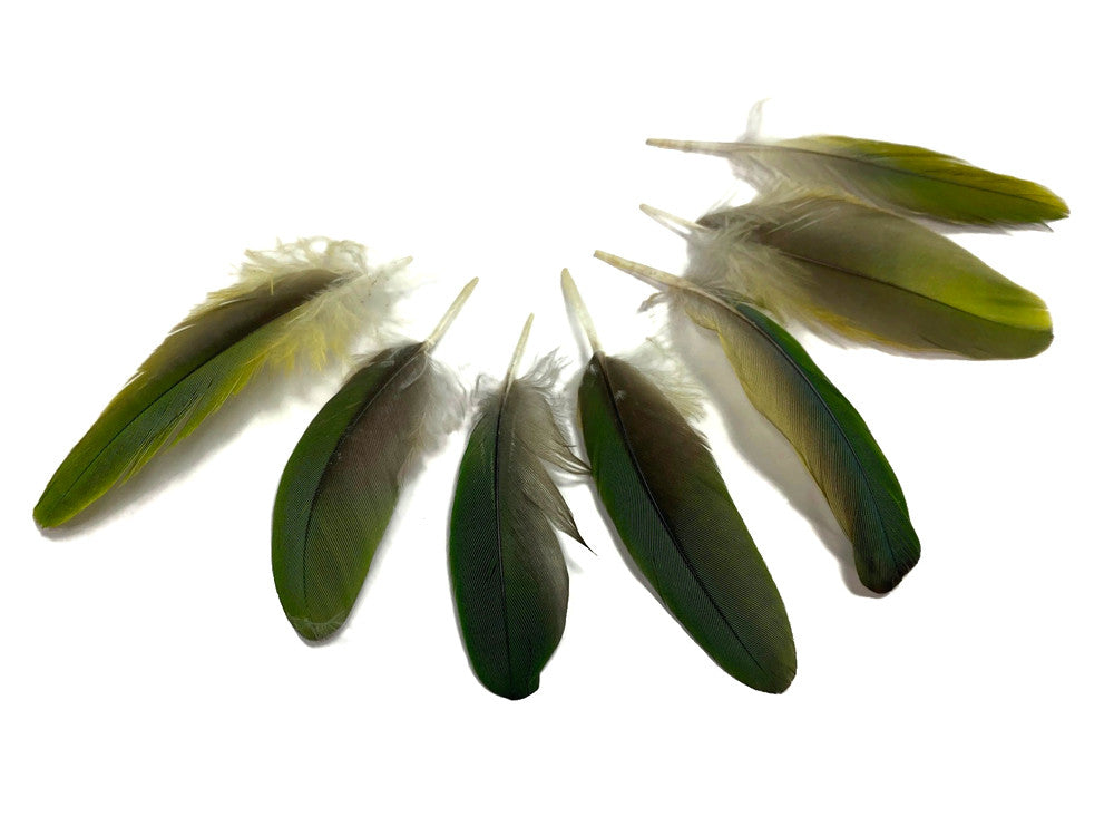 4 Pieces - Mini Natural Green Amazon Parrot Wing Feather