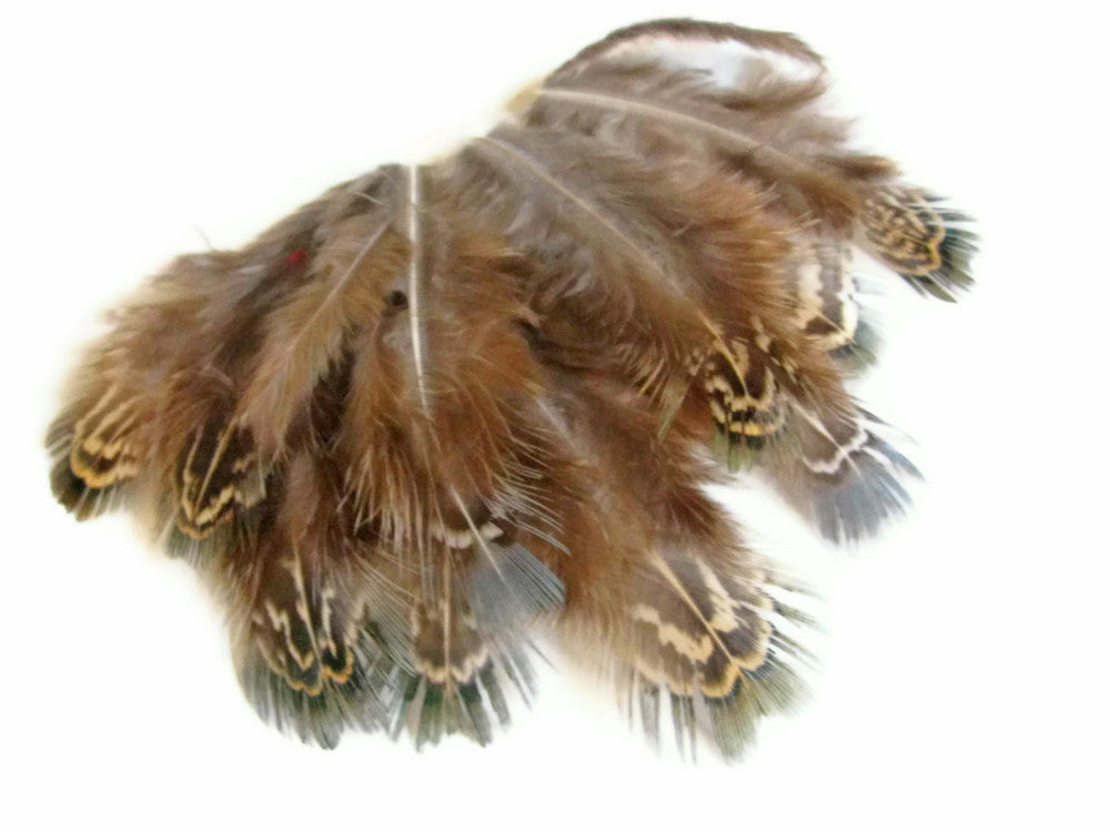 1 Pack - Natural Green Almonds Ringneck Pheasant Plumage Feathers 0.10 Oz.