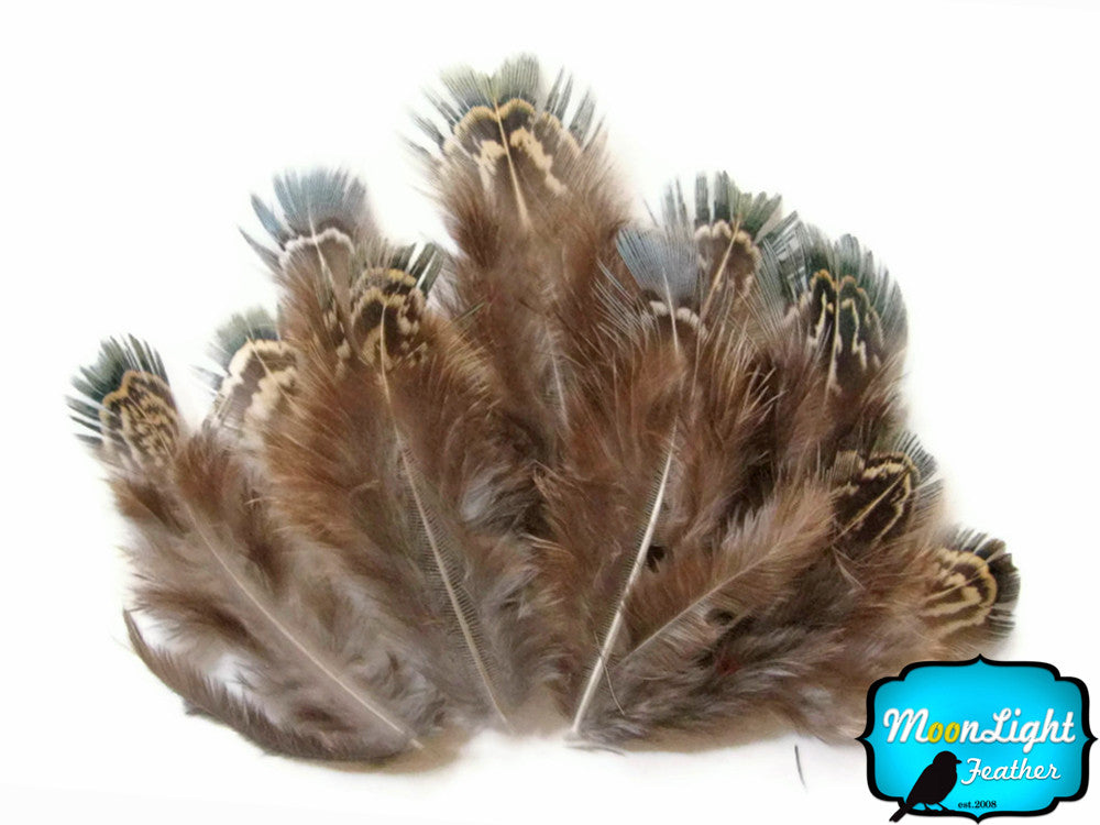 1 Pack - Green Almonds Ringneck Pheasant Feathers 0.10 Oz.