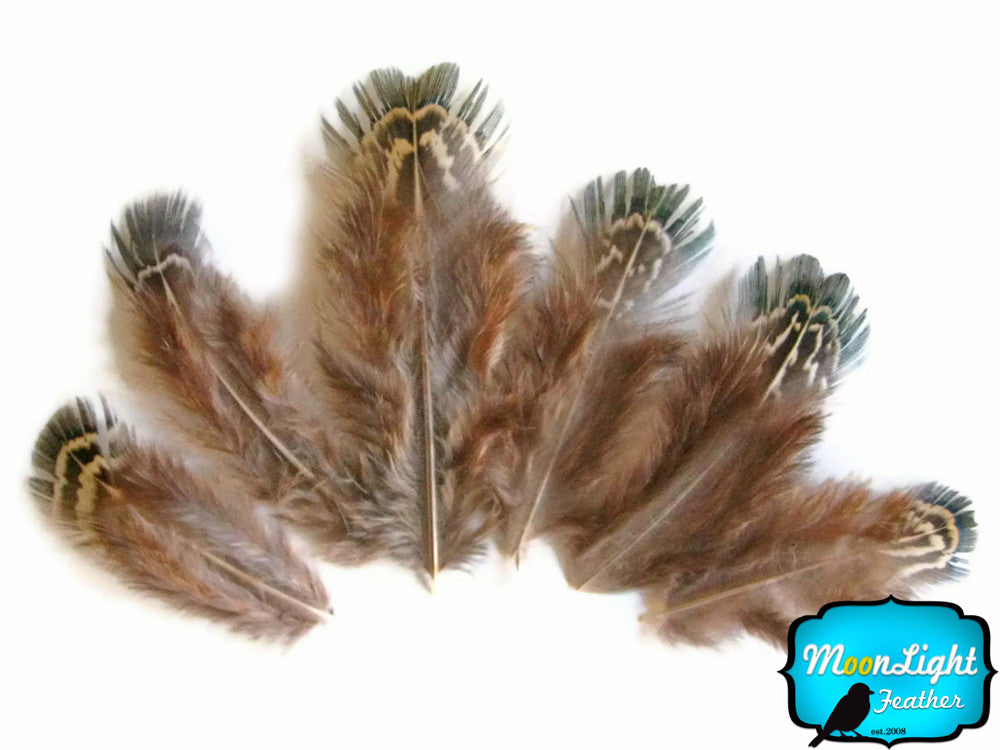 1 Pack - Green Almonds Ringneck Pheasant Feathers 0.10 Oz.