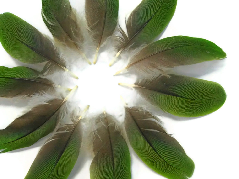 4 Pieces - Mini Natural Green Amazon Parrot Wing Feather