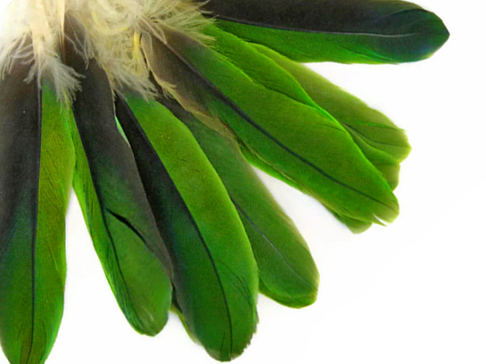 4 Pieces - Natural Green Amazon Parrot Wing Feathers -Rare-