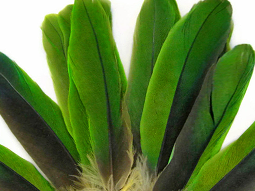 4 Pieces - Natural Green Amazon Parrot Wing Feathers -Rare-