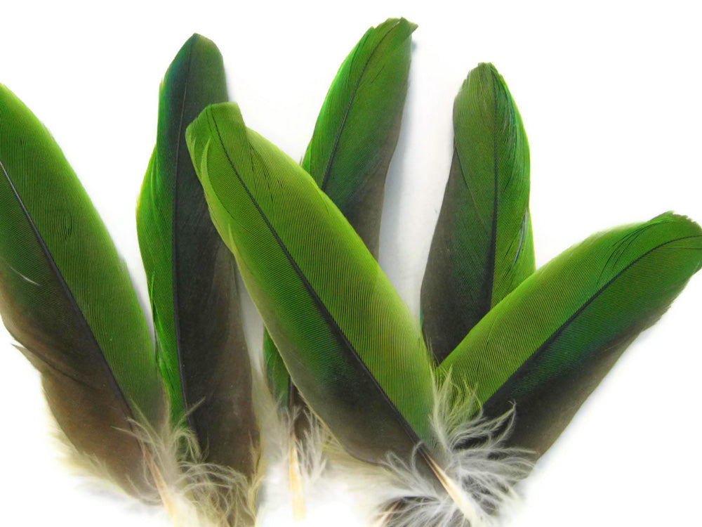 4 Pieces - Natural Green Amazon Parrot Wing Feathers -Rare-