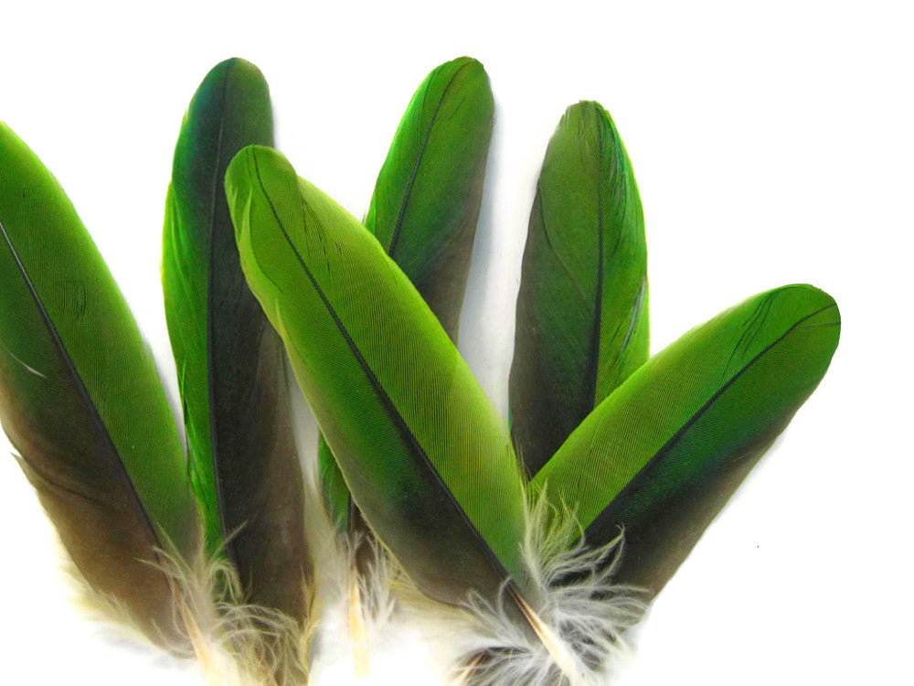 4 Pieces - Natural Green Amazon Parrot Wing Feathers -Rare-