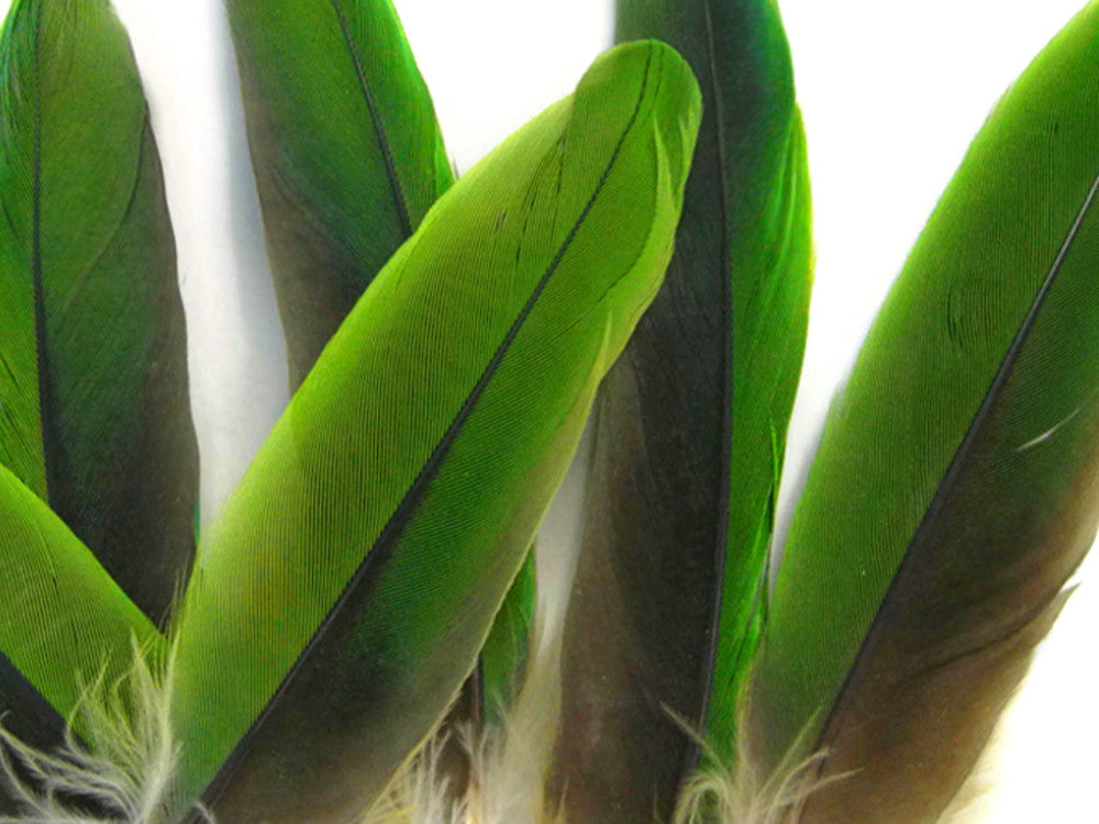 4 Pieces - Natural Green Amazon Parrot Wing Feathers -Rare-