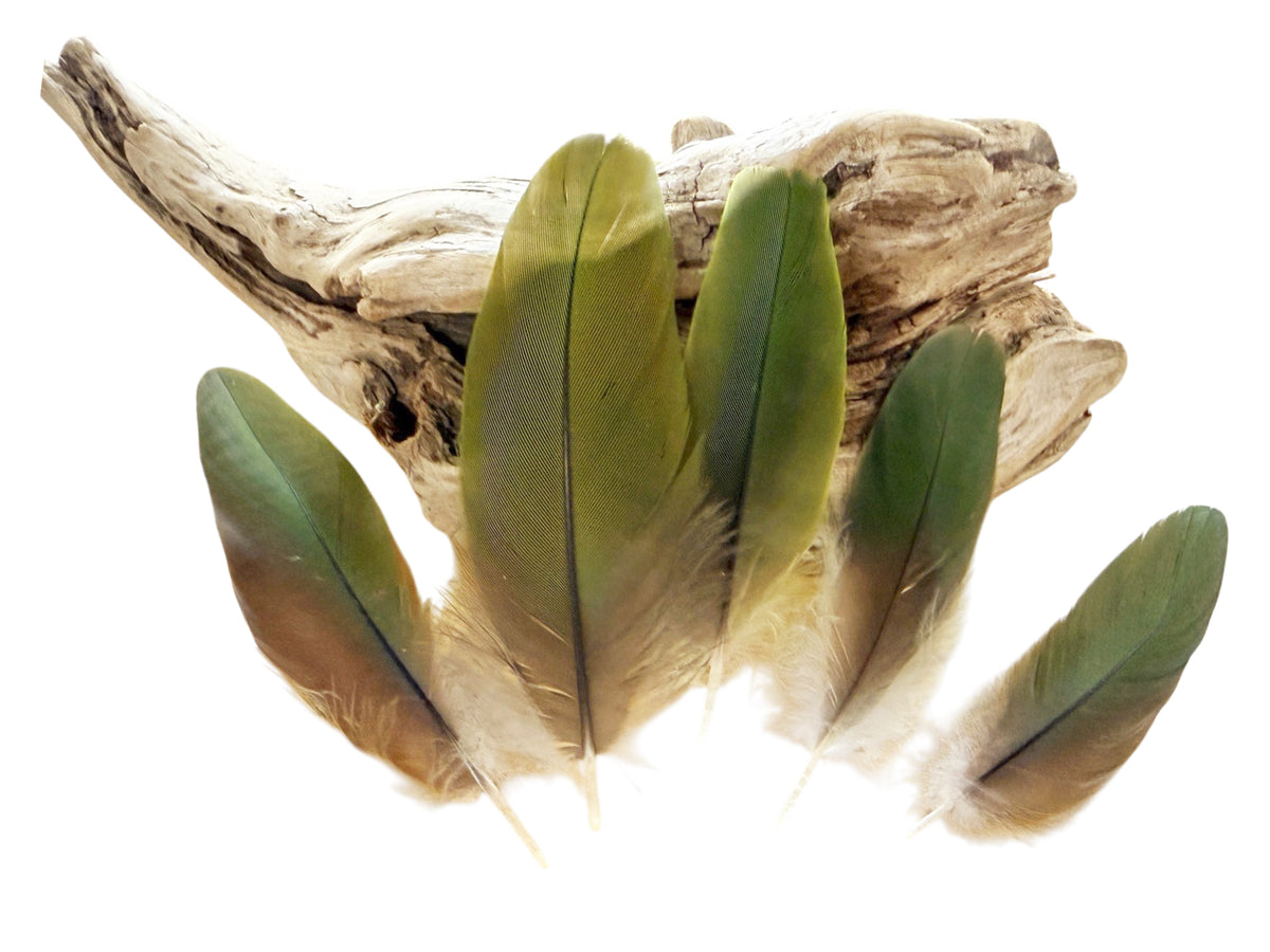 4 Pieces - Natural Green Amazon Parrot Wing Feathers -Rare-