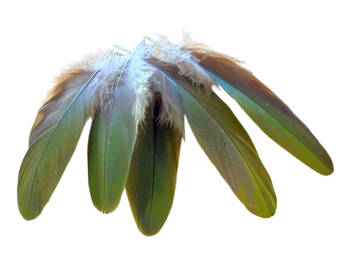 4 Pieces - Natural Green Amazon Parrot Wing Feathers -Rare-