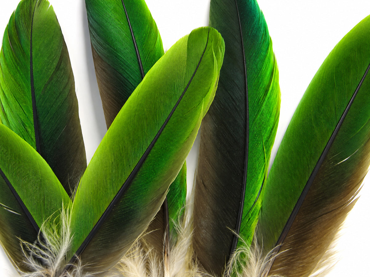 4 Pieces - Natural Green Amazon Parrot Wing Feathers -Rare-
