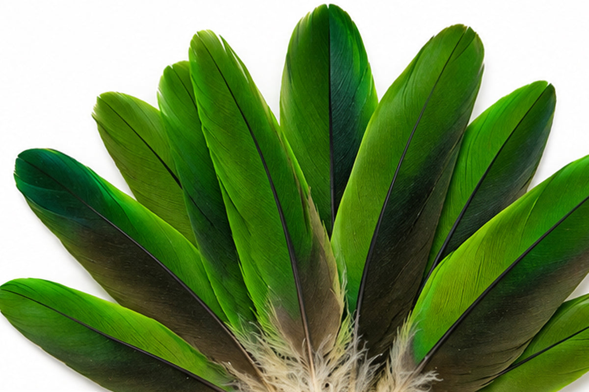 4 Pieces - Natural Green Amazon Parrot Wing Feathers -Rare-