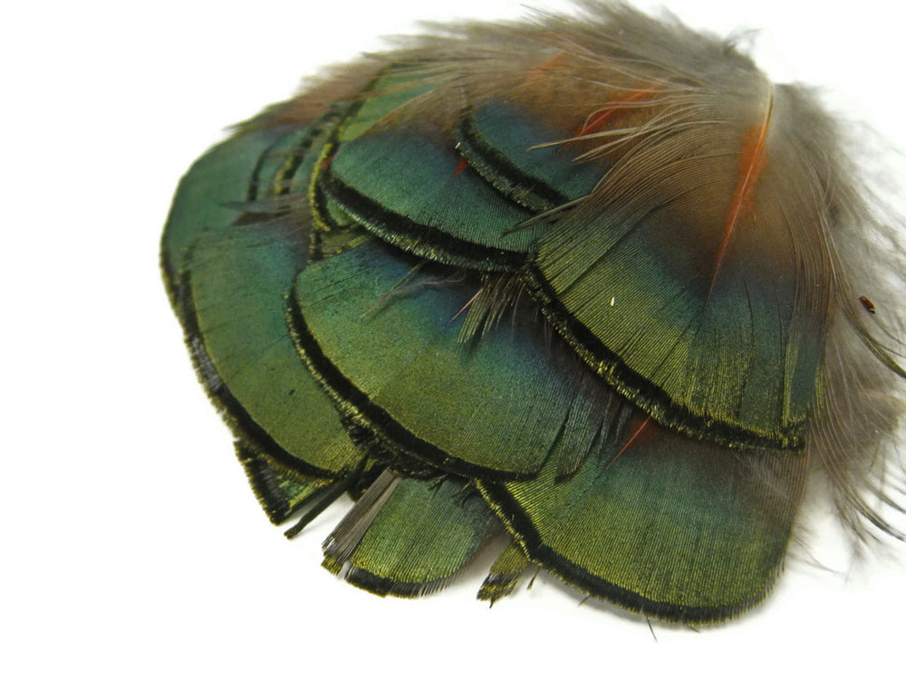 1 Pack - Iridescent Green Bronze Golden Pheasant Plumage Feathers 0.10 Oz
