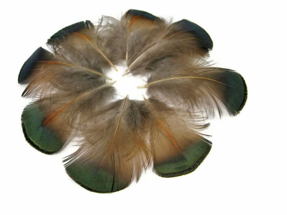 1 Pack - Iridescent Green Bronze Golden Pheasant Plumage Feathers 0.10 Oz