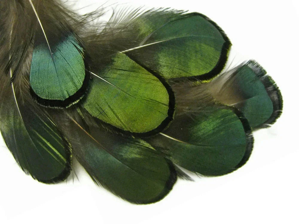 Iridescent green peacock feathers for craft and fashion DIY projects.