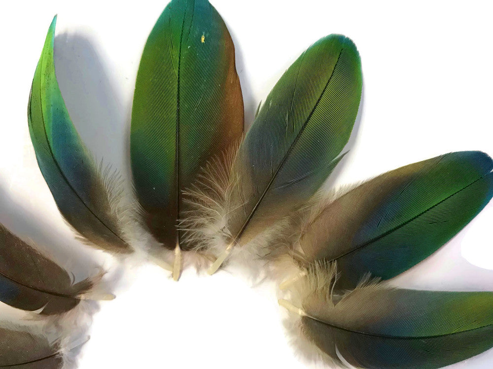 4 Pieces - Ombre Green & Blue Greenwing Macaw Plumage Feathers - Rare-