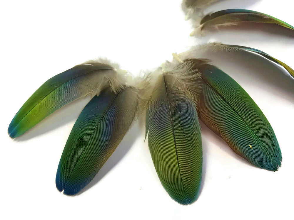 4 Pieces - Ombre Green & Blue Greenwing Macaw Plumage Feathers - Rare-