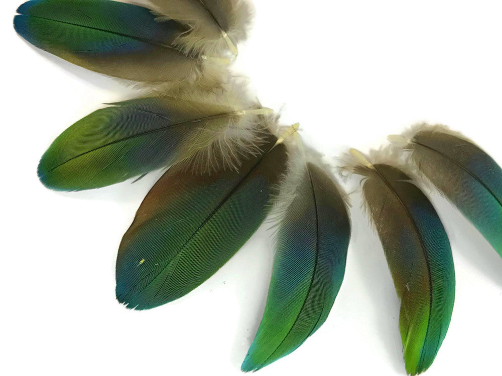 4 Pieces - Ombre Green & Blue Greenwing Macaw Plumage Feathers - Rare-