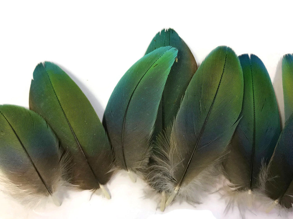 4 Pieces - Ombre Green & Blue Greenwing Macaw Plumage Feathers - Rare-