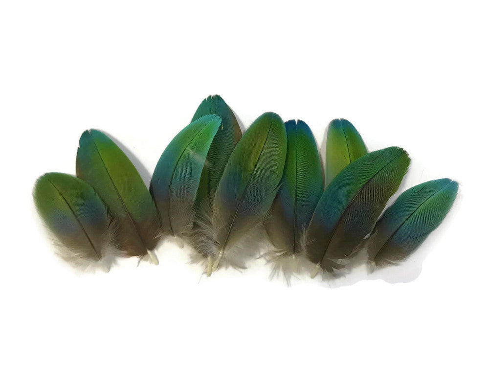 4 Pieces - Ombre Green & Blue Greenwing Macaw Plumage Feathers - Rare-